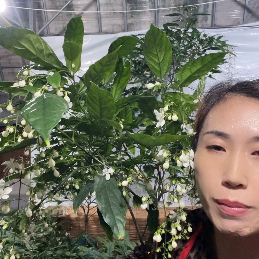 无花朵垂丝茉莉中颗一盆