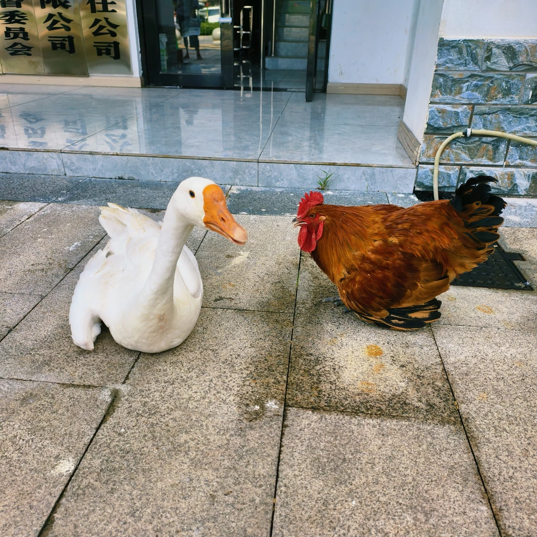 【古昌村社男团助农】老百姓散养土鸡，土鸭，土鹅
