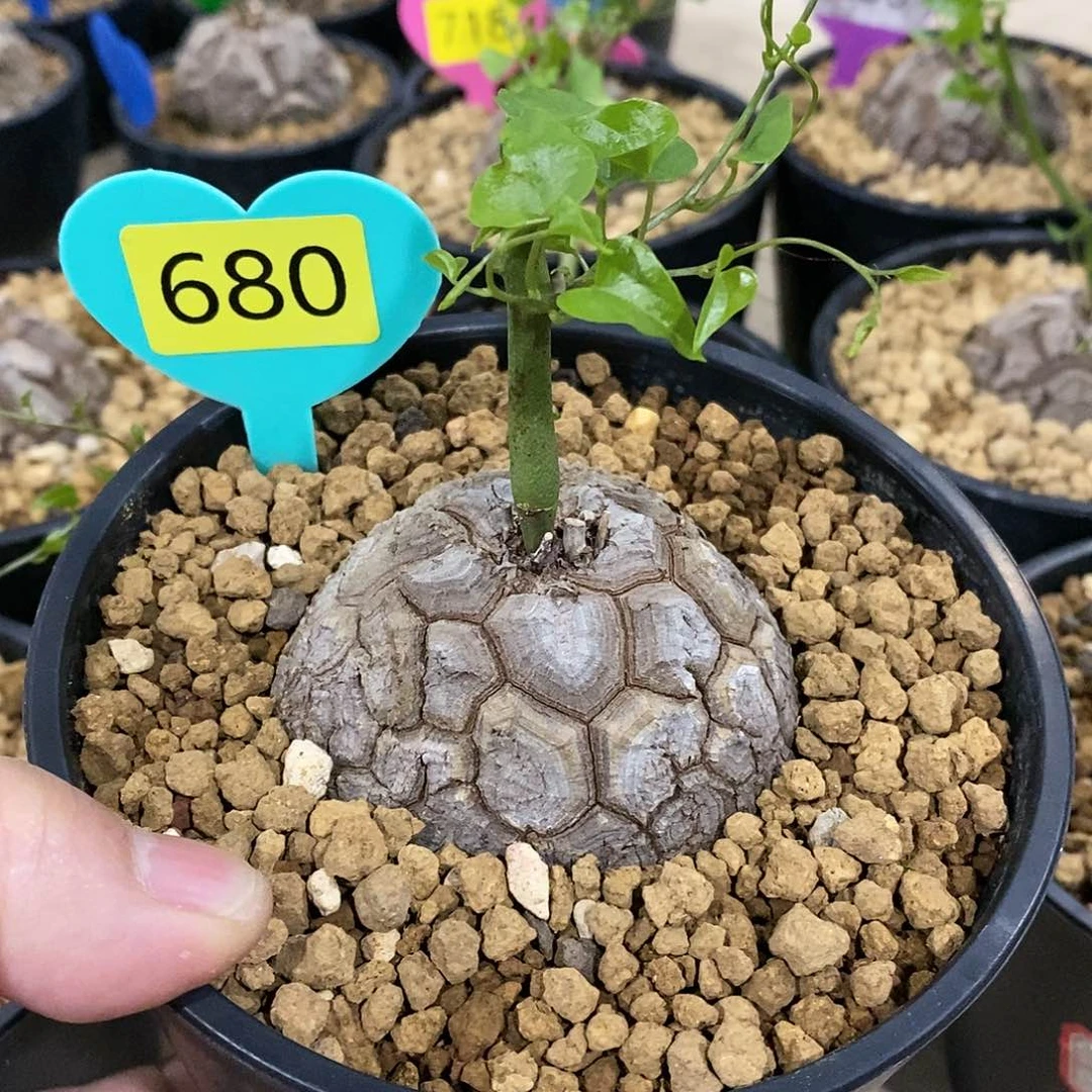 南非龟甲龙龟甲龙