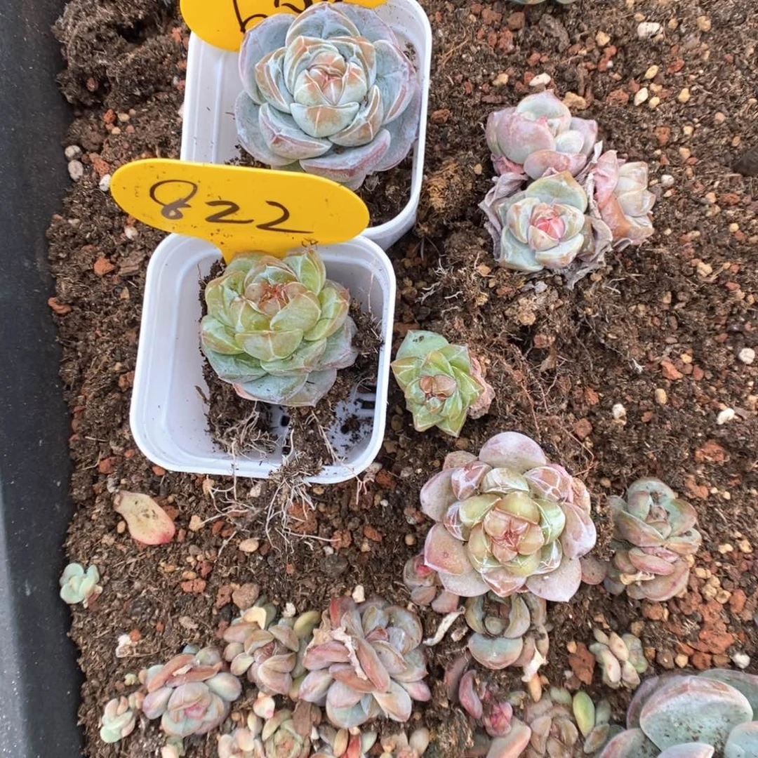 发***橙珍妮四个可拍。