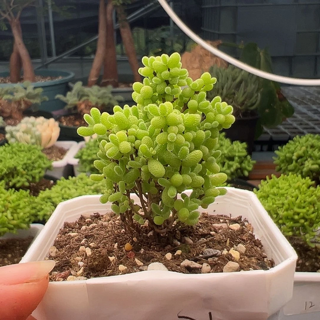 21号密橘糖球10.14多肉