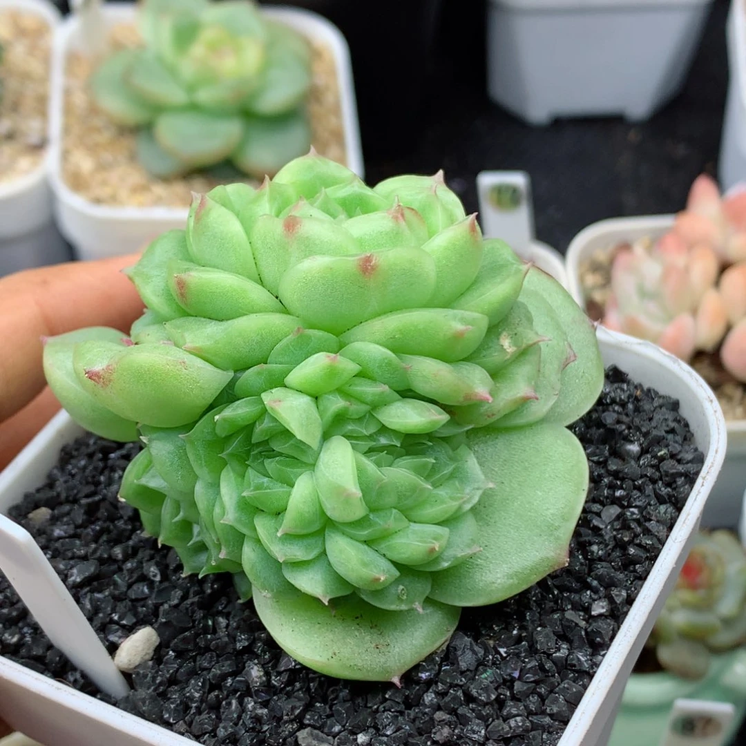 忍**?58包邮  群生不包整忍冬