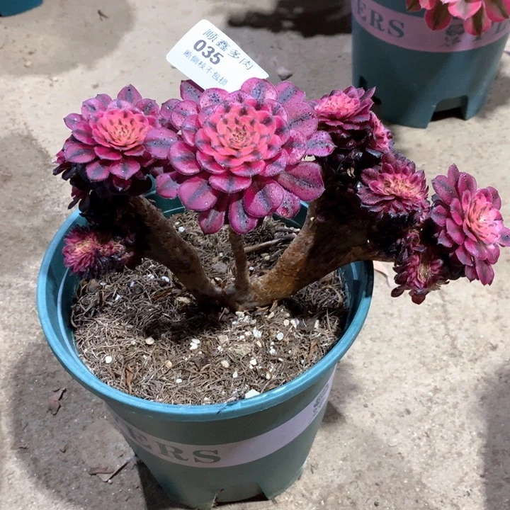 付*喵035红颜缀多肉植物