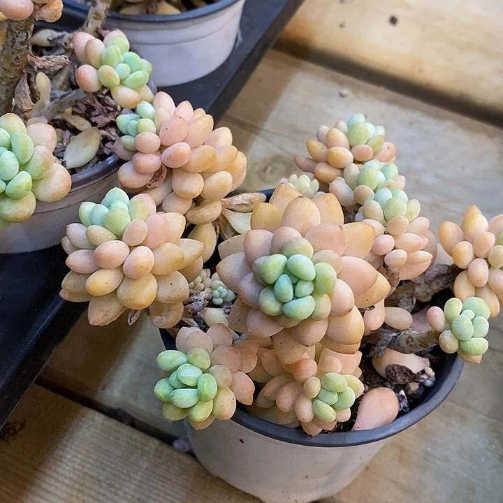 洛可可福利多多去拍