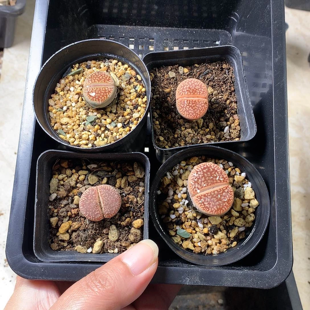 沛*G221多肉植物保护