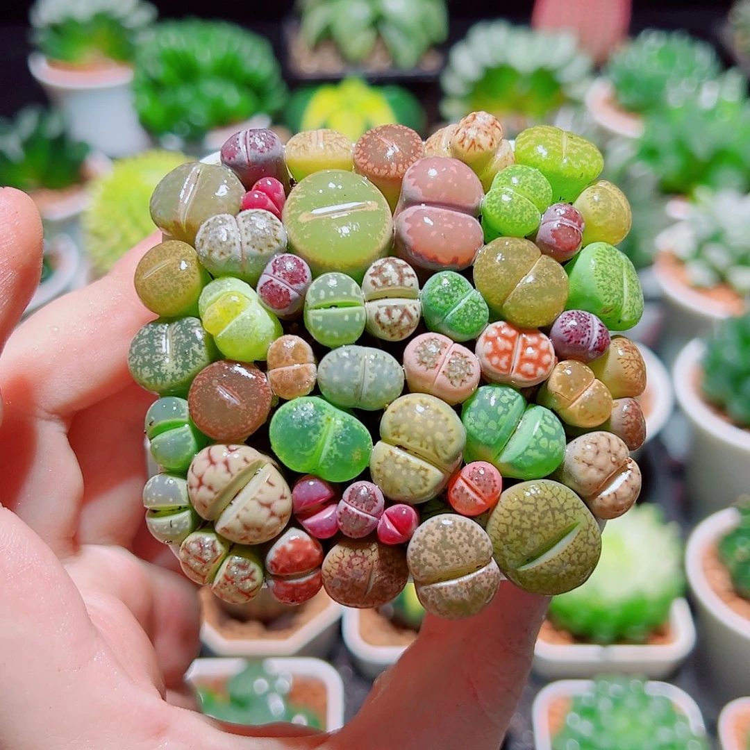 生石花带白盆种好