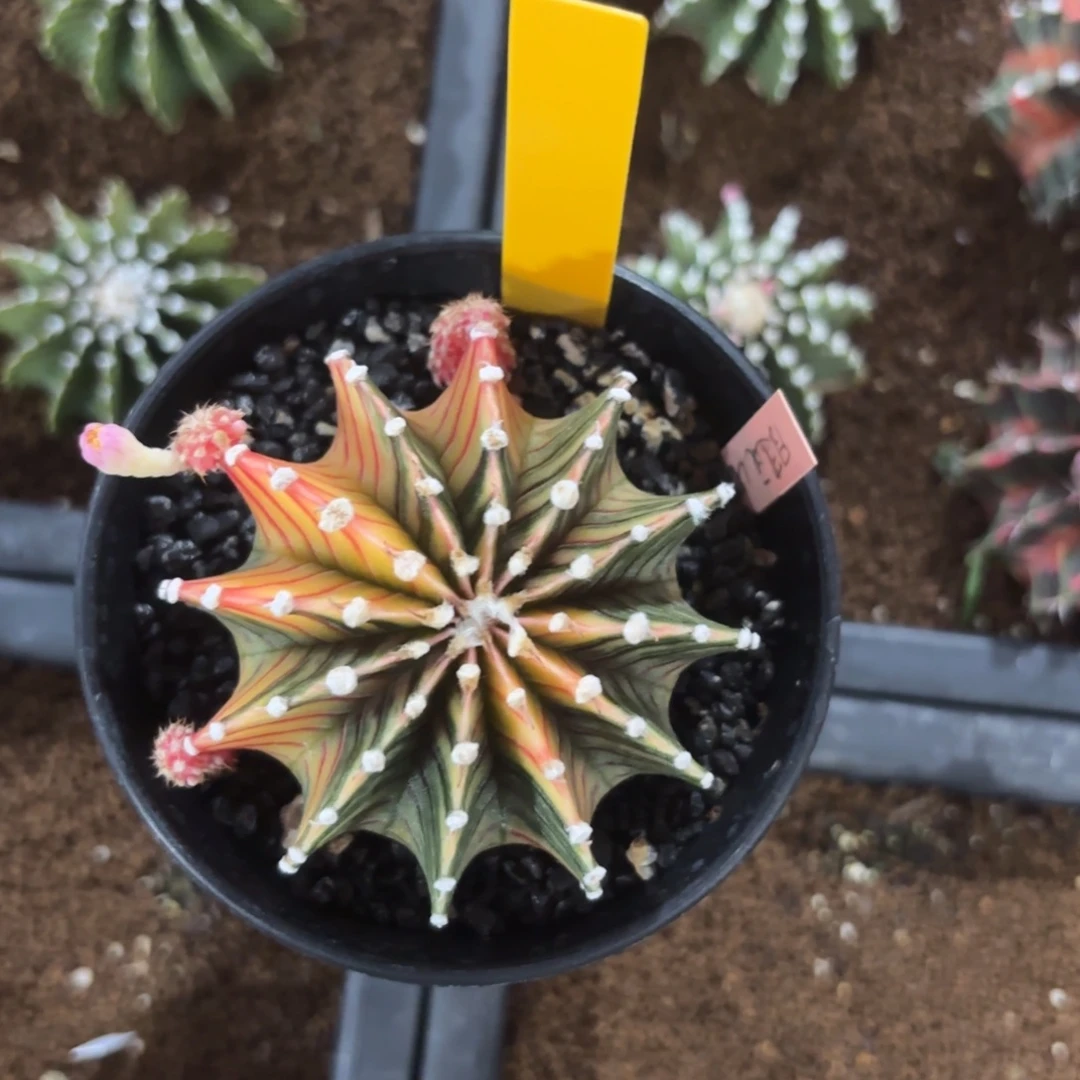 L602-0104泰国发货 睫毛肋骨