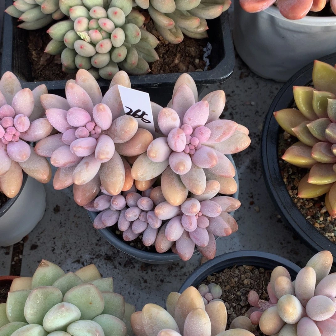 粉色恋人727272727278