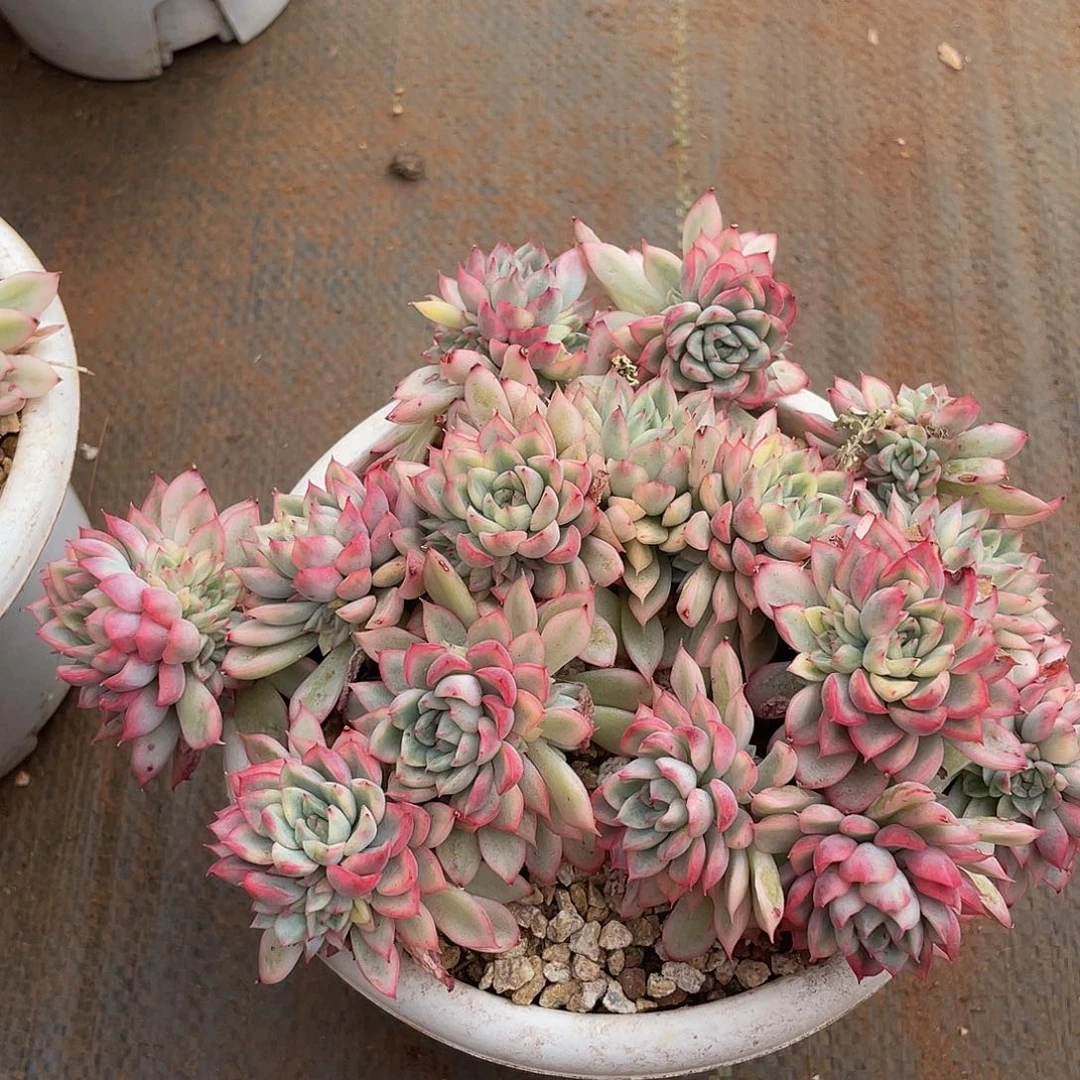 女雏锦多肉多肉多肉