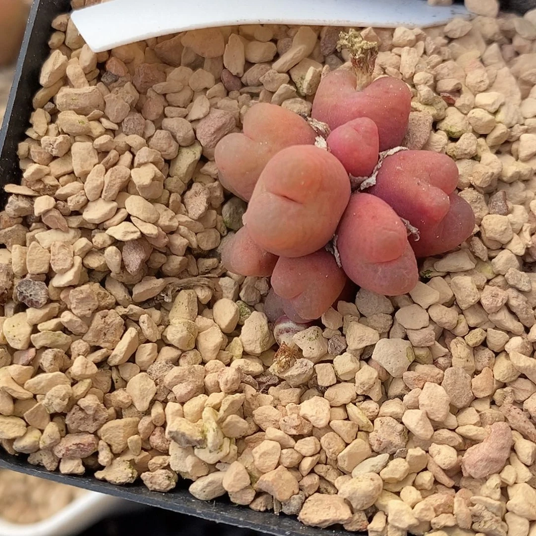 18114吕氏母本一颗。