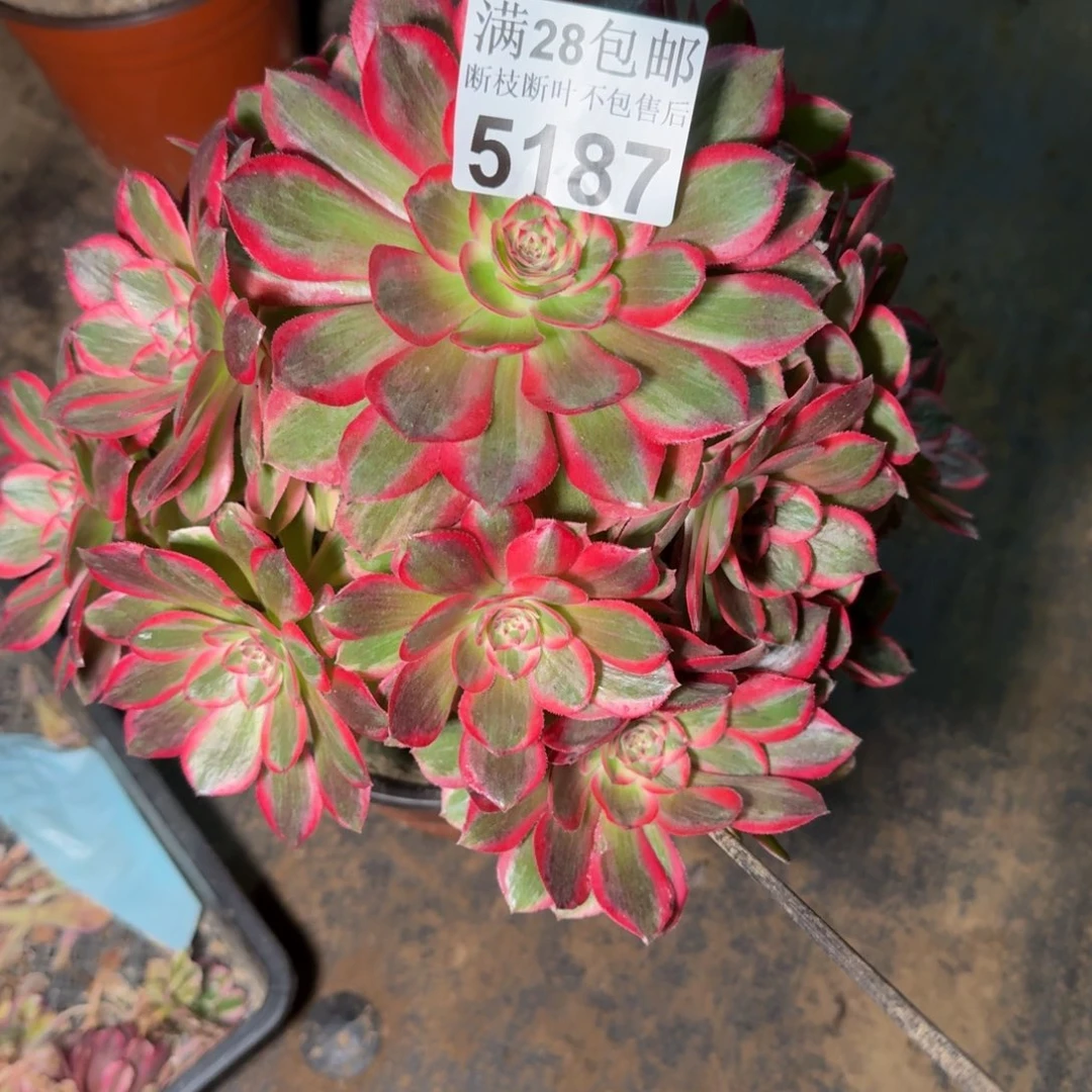 温***85187云和杆歪多肉