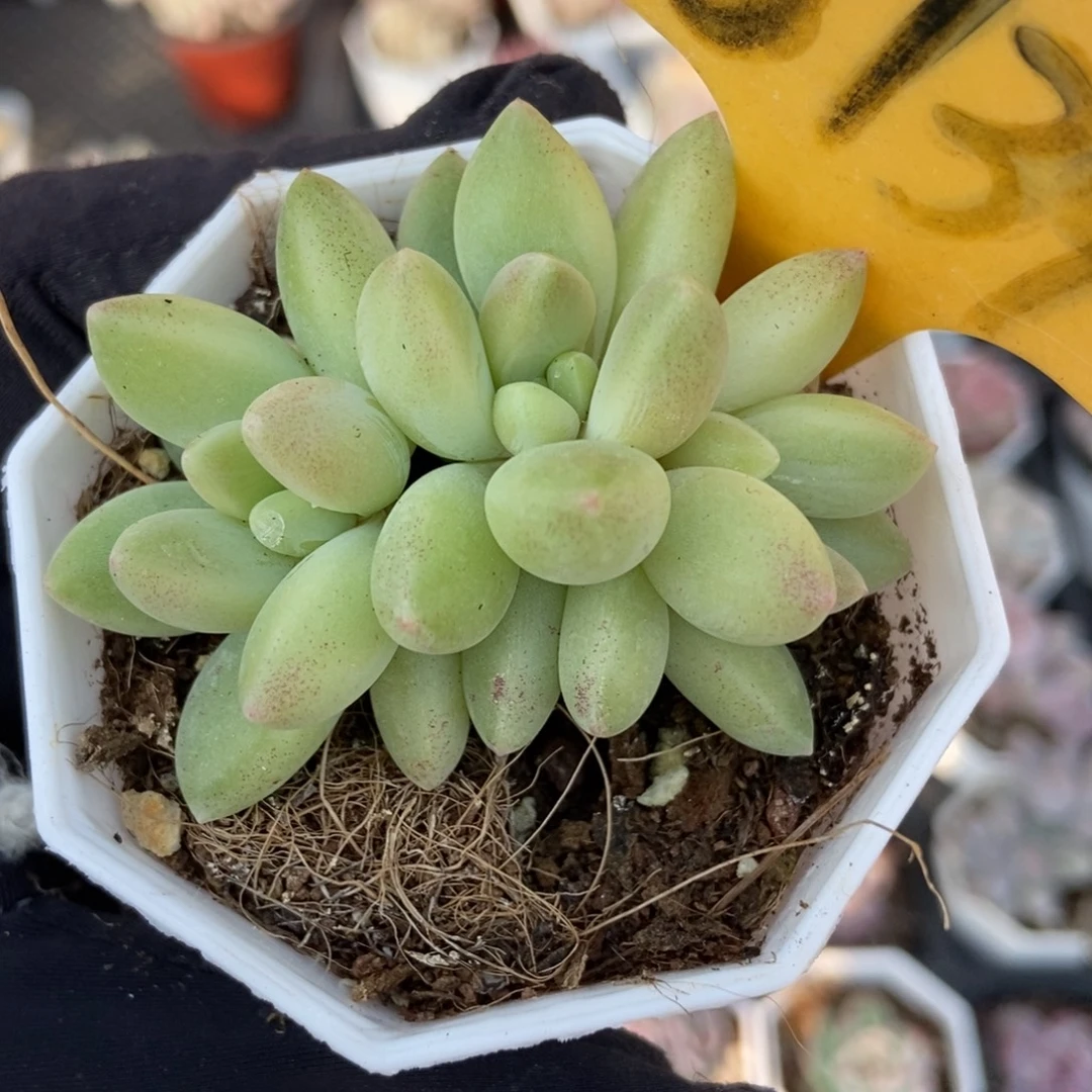 6139橙色奇迹多肉植物