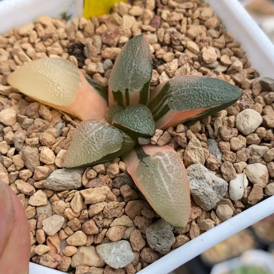 391网纹克锦一物一拍