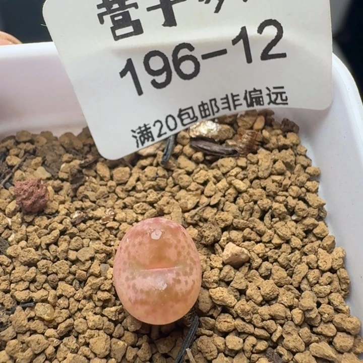 毛杂带盆土。