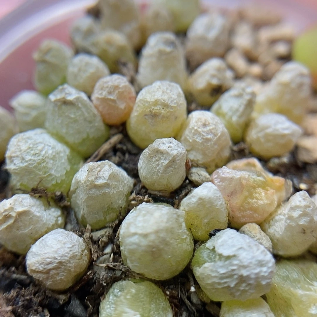 哈墨灯泡20颗二蜕苗子包邮