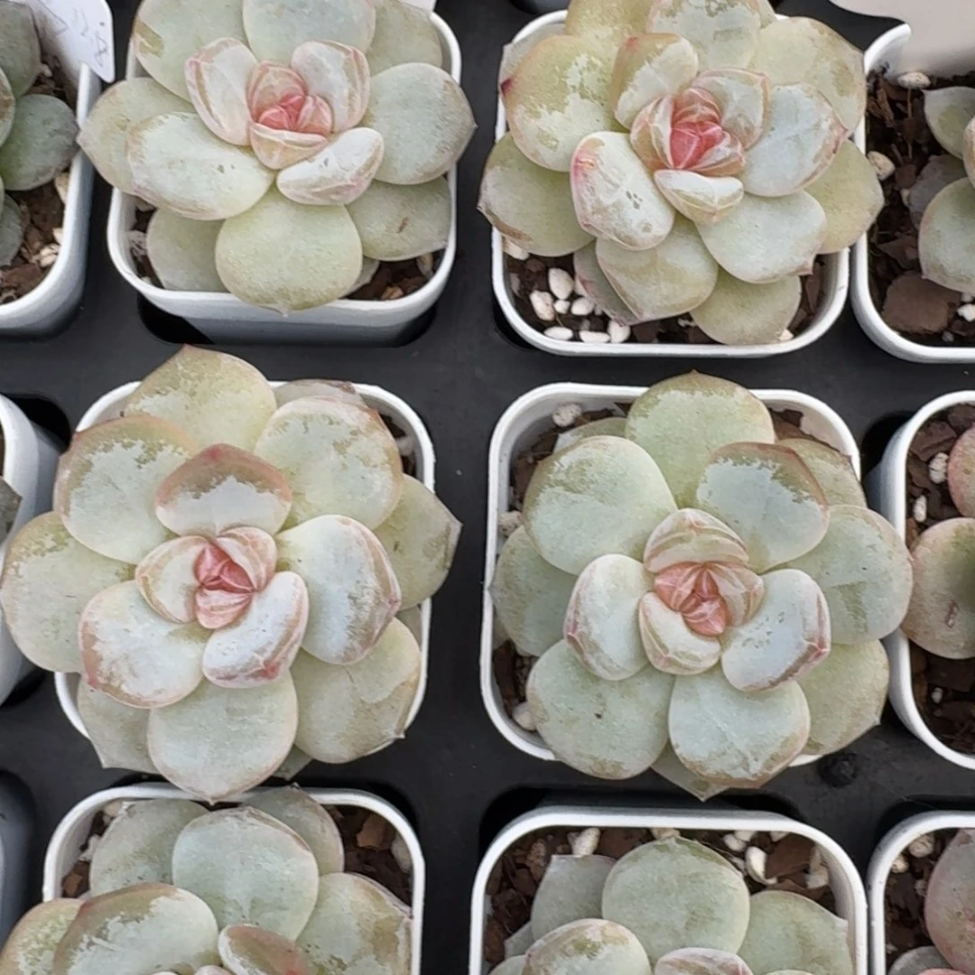 1020-60-泡泡量拍