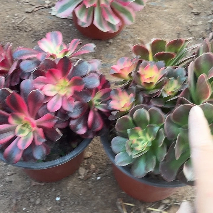 香妃+小美杜莎脱土拼单