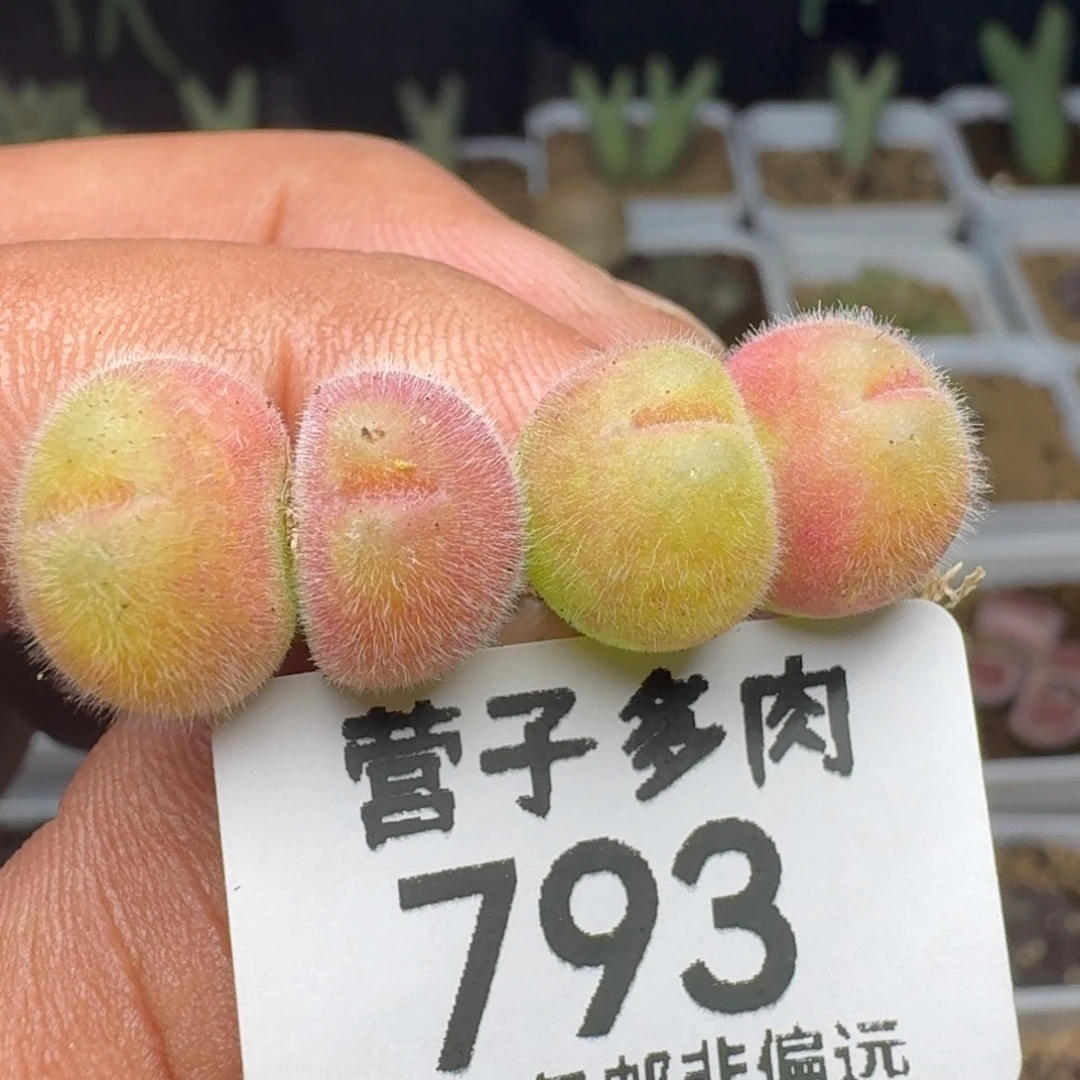 长毛两颗双头。
