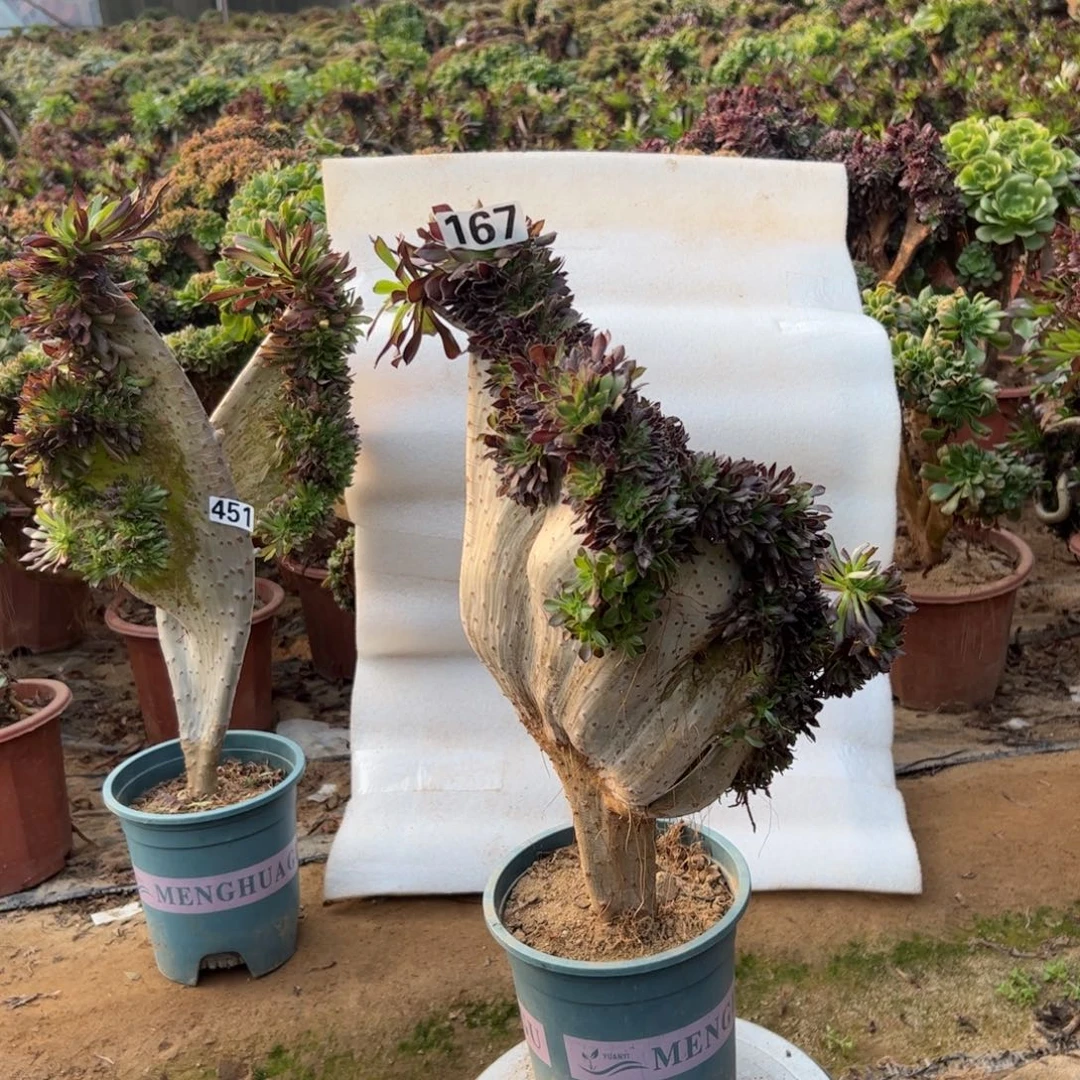 有伤黑缀167高度45厘米