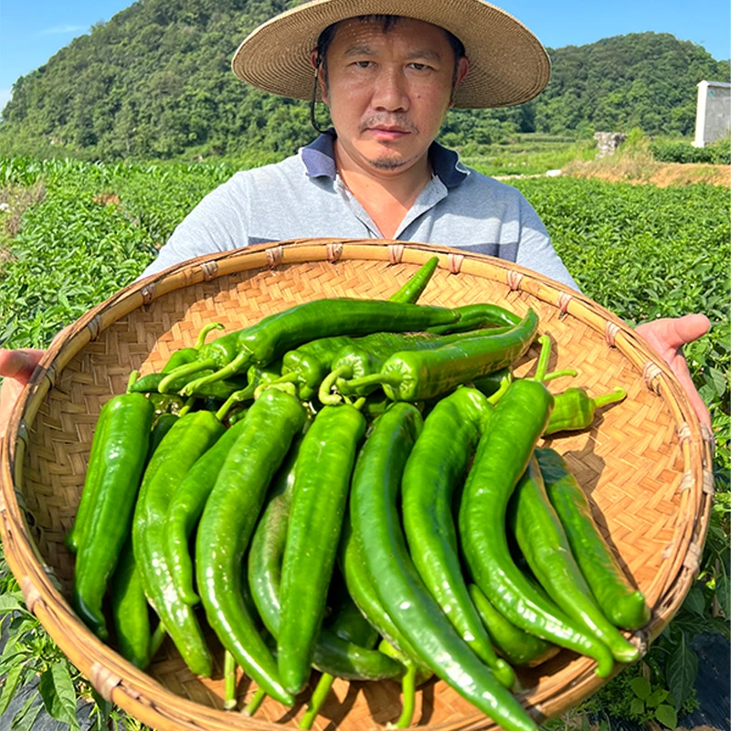 贵州高山农家露天种植现摘新鲜薄皮青椒微辣牛角椒