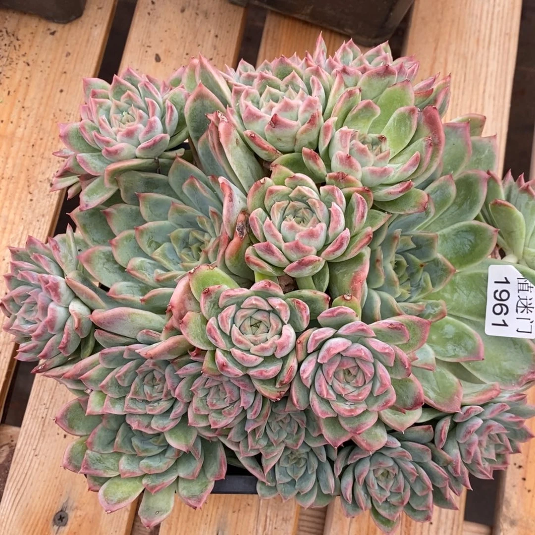 我***。杂交精品多肉1961~20厘米