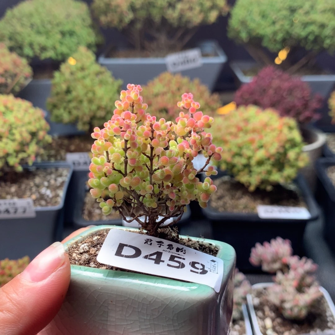 459蜜橘糖球