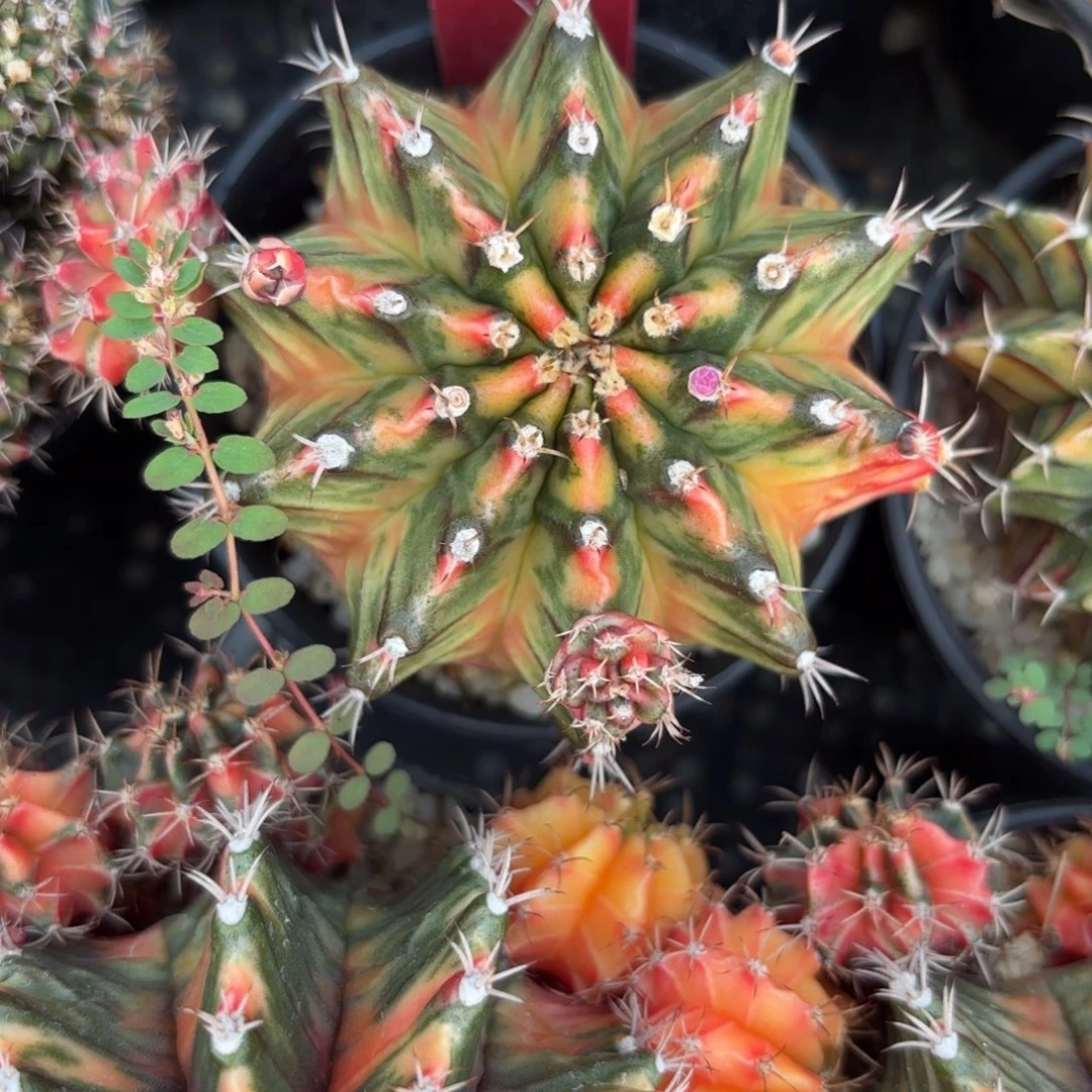 158-1202泰国发货多肉