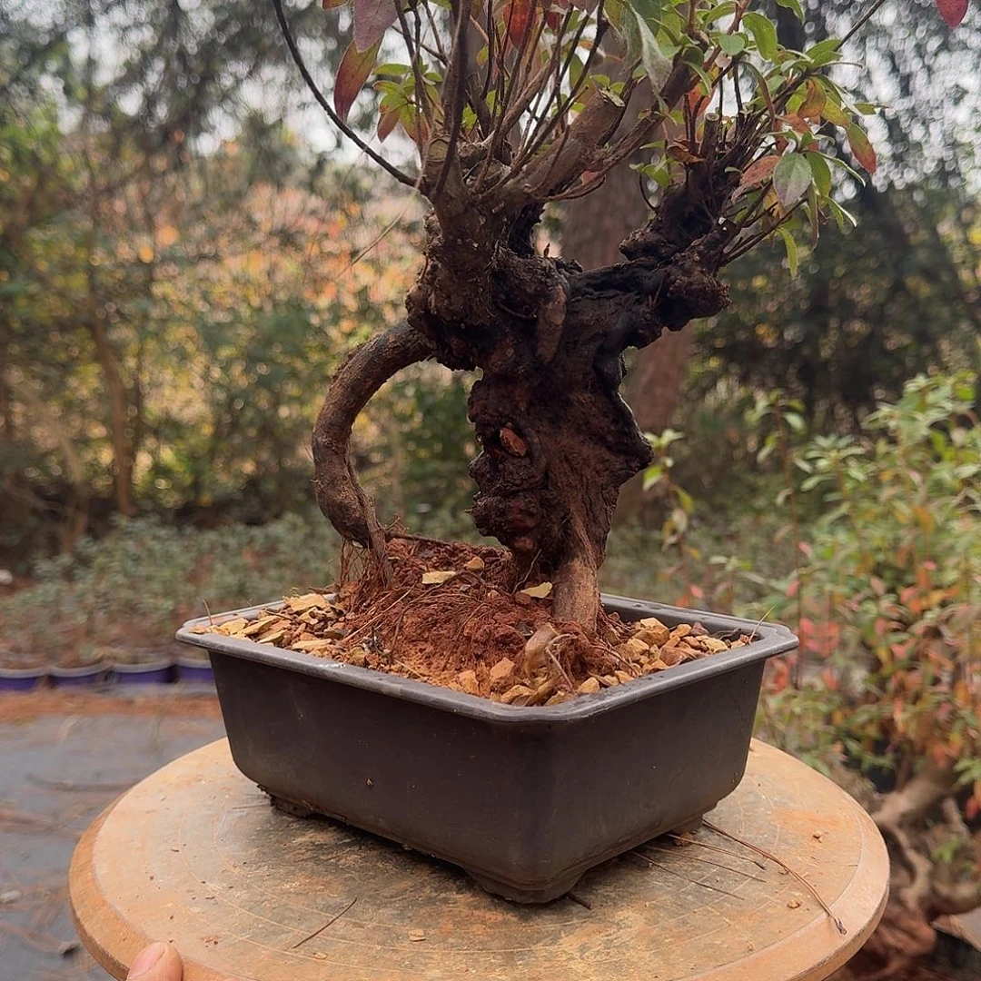 无花朵映山红盆景素材