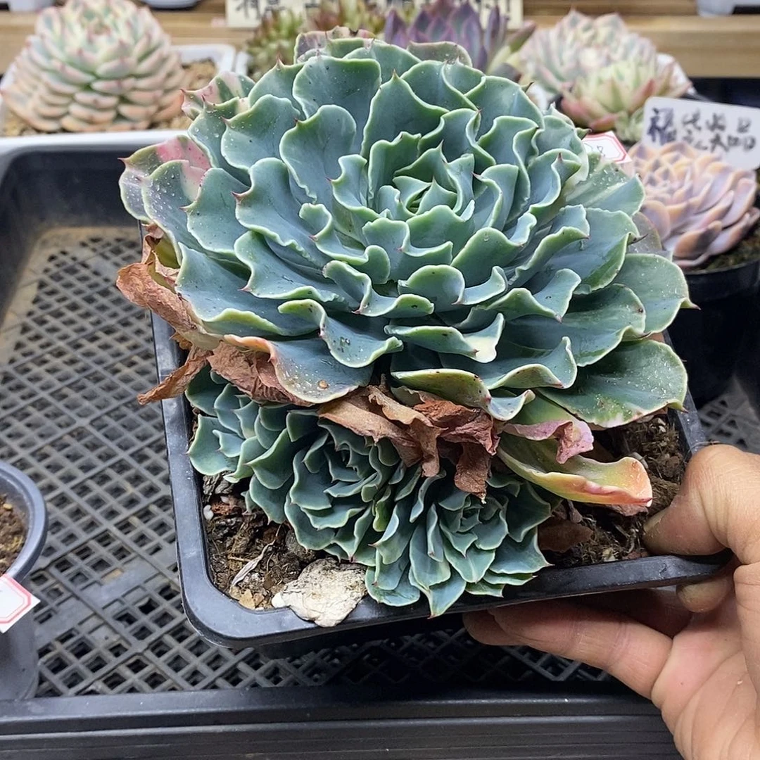 2238 福利大海啸群带锦 不售后 需延时发货