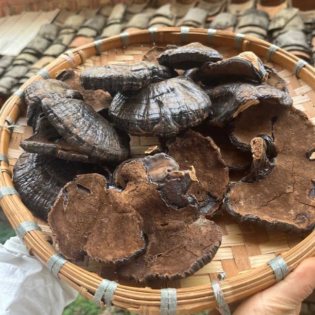 反柄灵芝  云南赶集现收山货