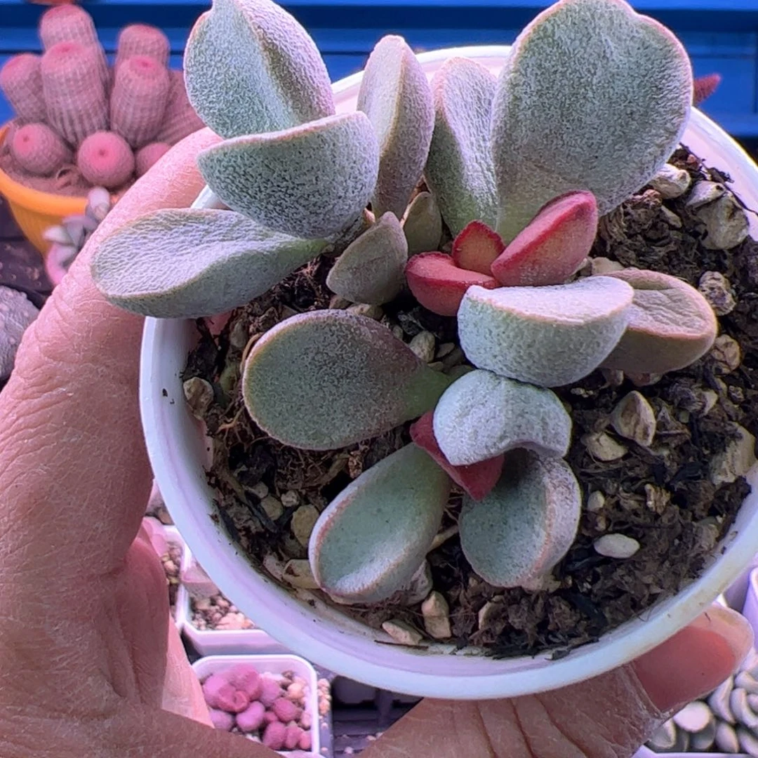 远**鹰白雪工主。