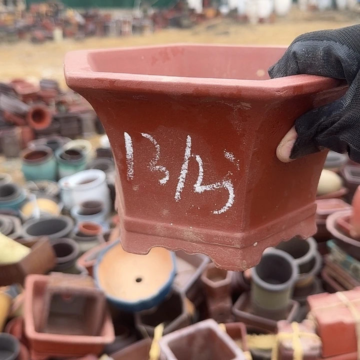 紫砂和花都两条主景天