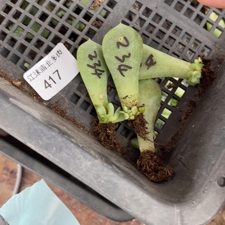 标签417甜心234芽苗4颗
