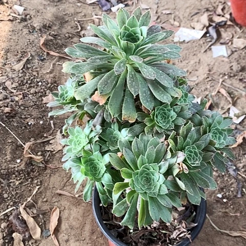 原始绿玫瑰玫瑰玫瑰