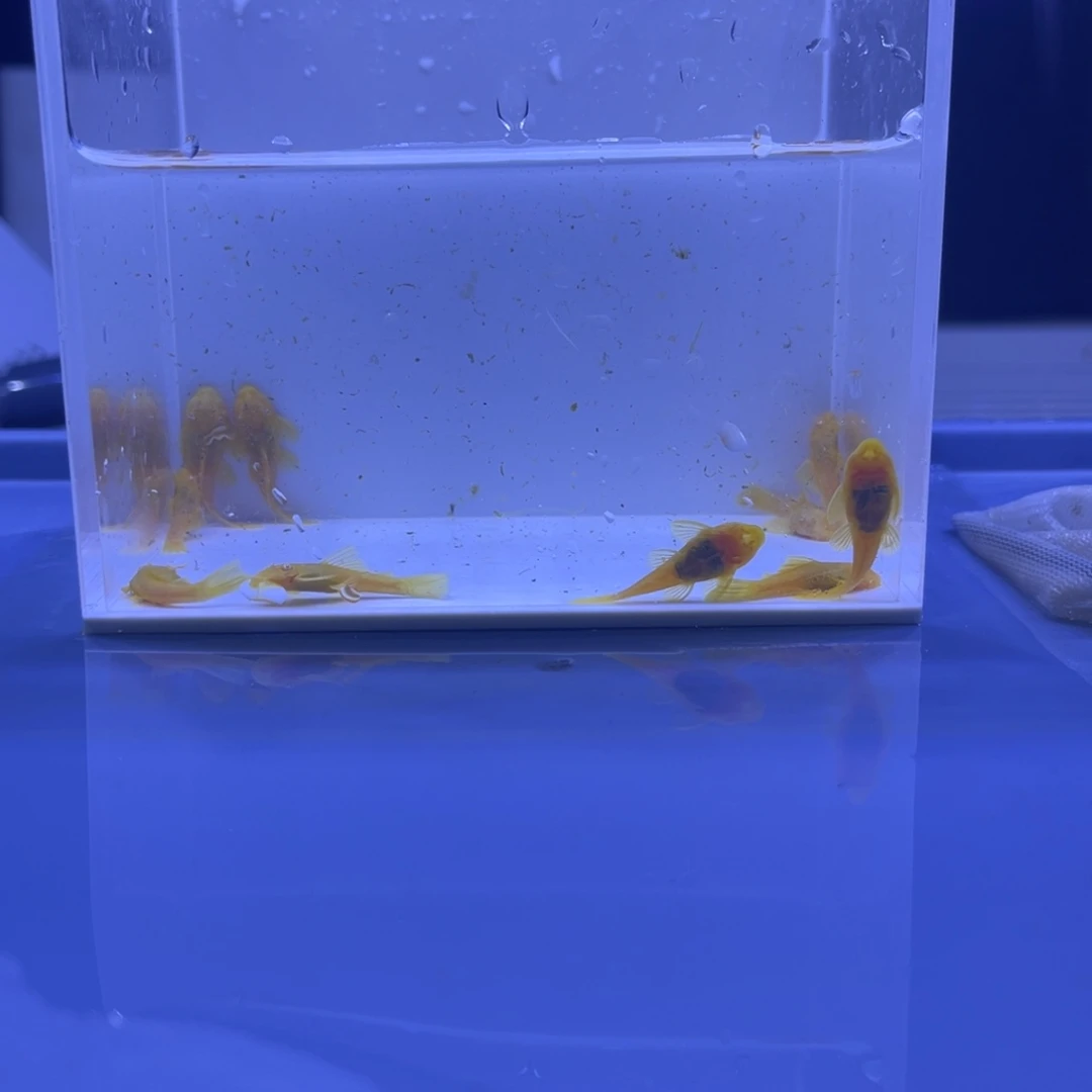 孔雀鱼胡子十条开箱视频报损