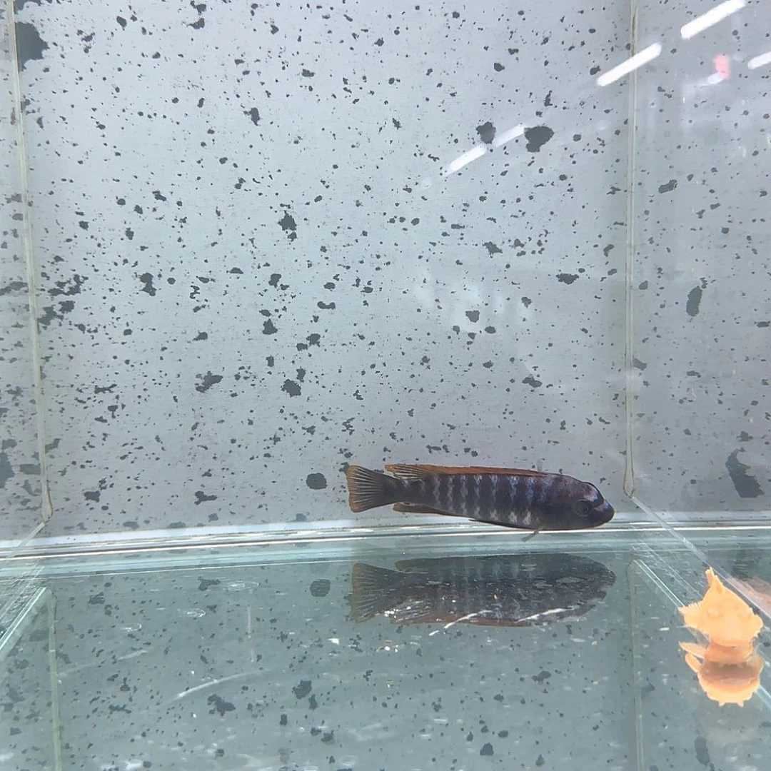 慈鲷乄***℡1550号松比西