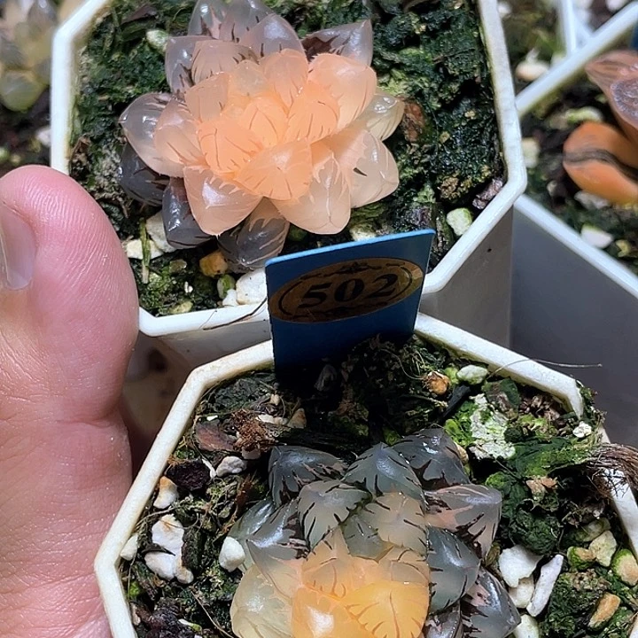 双*?519和502一物一拍