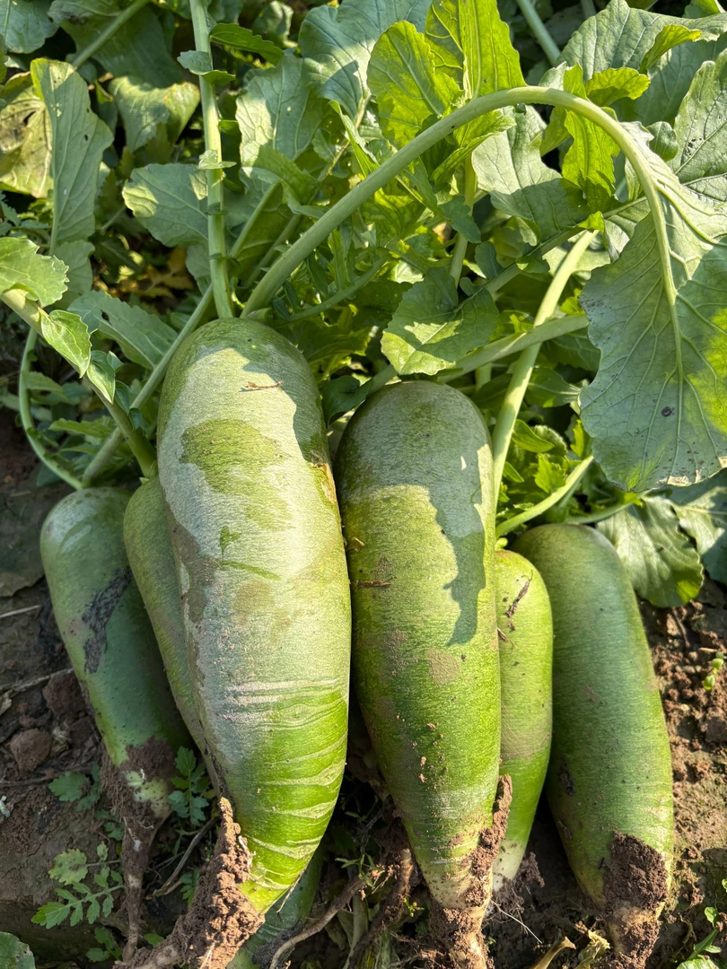 水果萝卜天星2号新鲜现挖脆甜多汁可直接生吃的养生萝卜