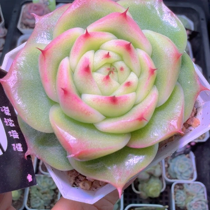 玉玲珑多肉植物单头特