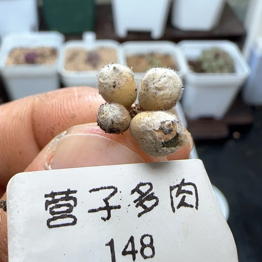 毛球4头。