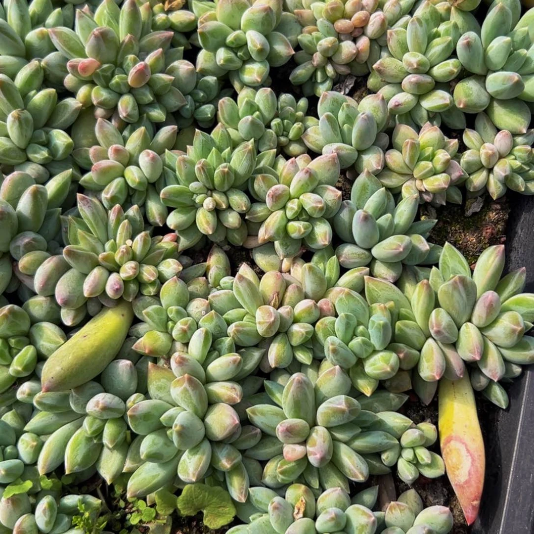 10颗大小不等大小不等