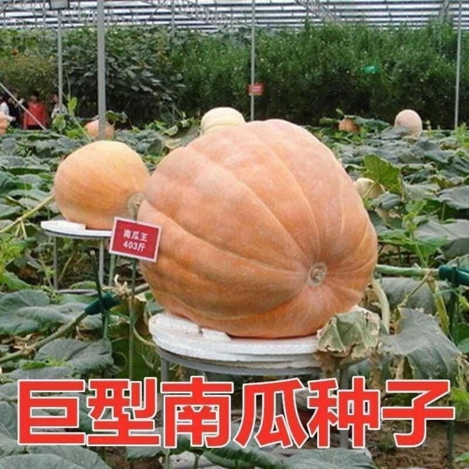 巨型南瓜种子高产特大南瓜食用饲养用巨大南瓜种子