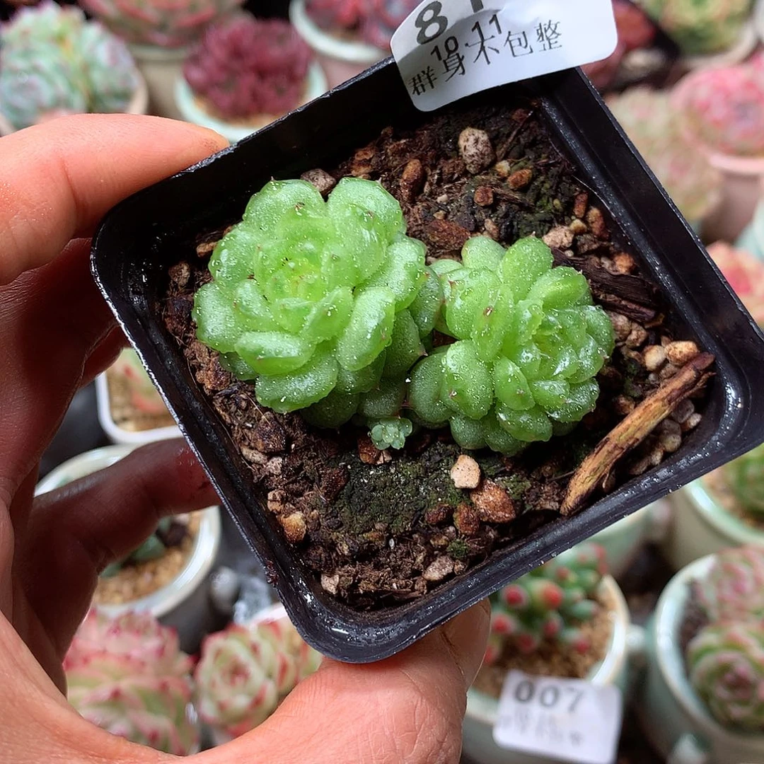 精控拇指盆10.12811