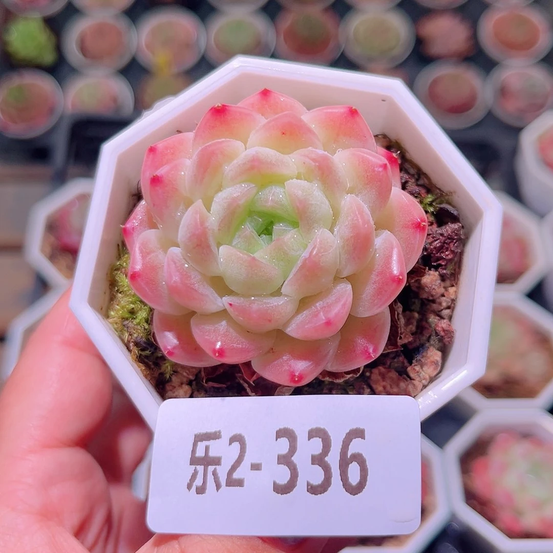 乐然2-336 明月心