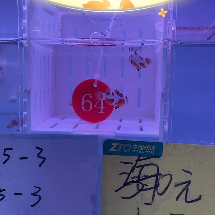 海水鱼精品毕加索一对