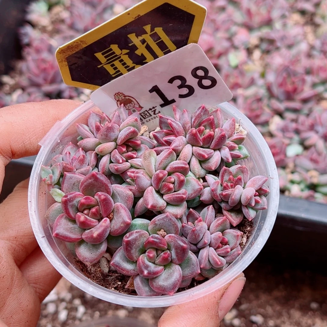 多肉植物多肉植物
