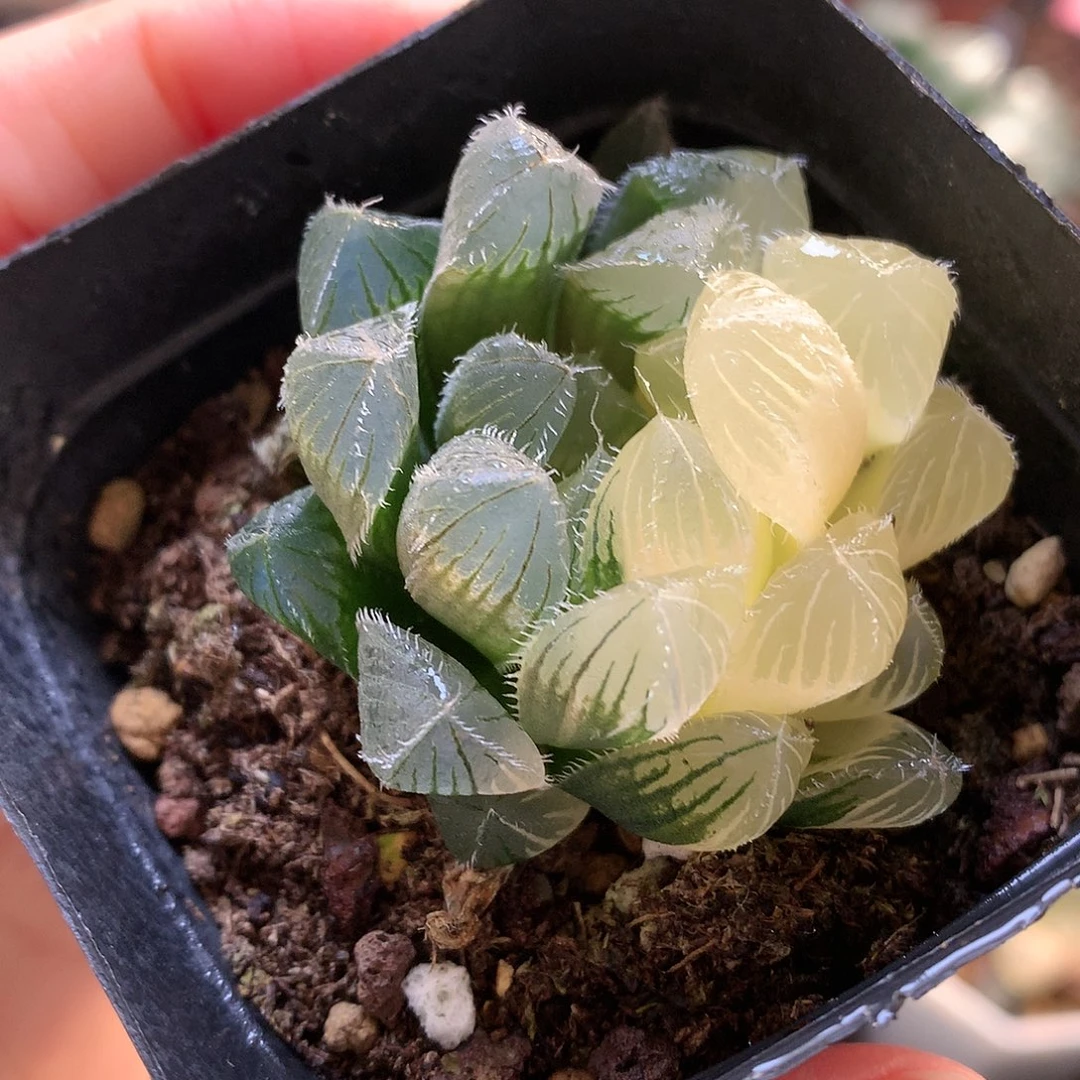 白赤线玉露锦带盆土发货