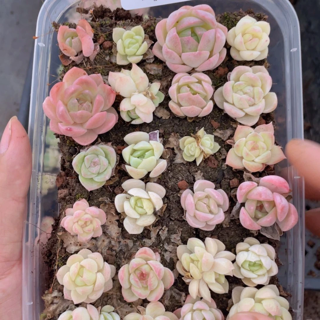 云糖心多肉植物450