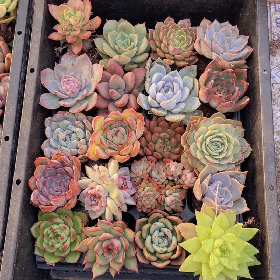 【闪购商品】20颗-12