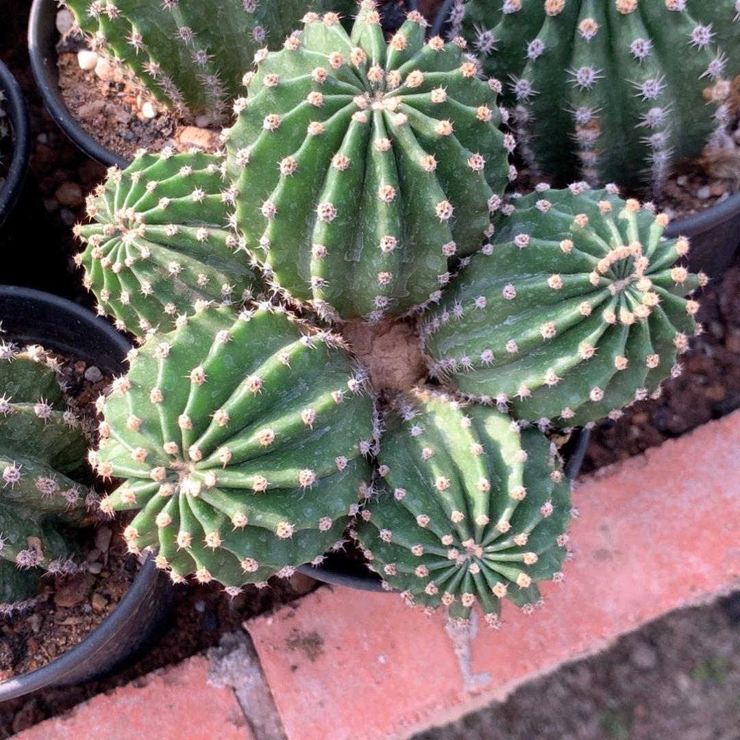 木*姐1010马丙！！！！！